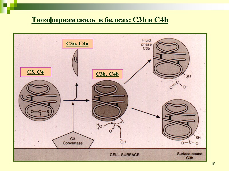 18 Тиоэфирная связь  в белках: C3b и C4b C3, C4 C3a, C4a C3b,